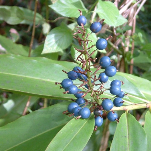 Alpinia caerulea fruit