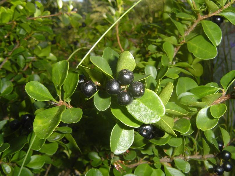 Antidesma parvifolium