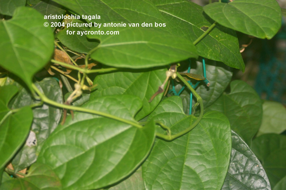 Aristolochia tagala