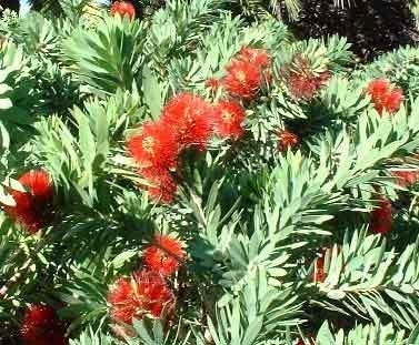Callistemon Little John