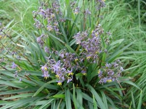 Dianella caerulea