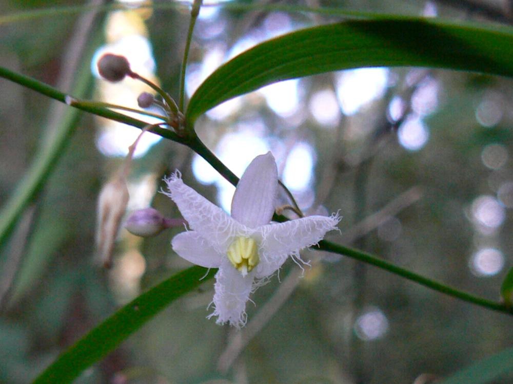Eustrephus latifolius