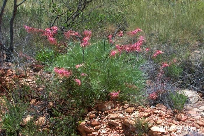 Grevillea dryandri