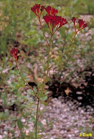 Haemodorum coccineum