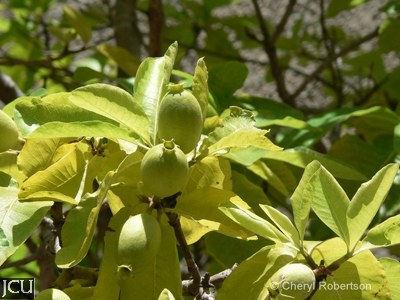Larsenaikia ochreata