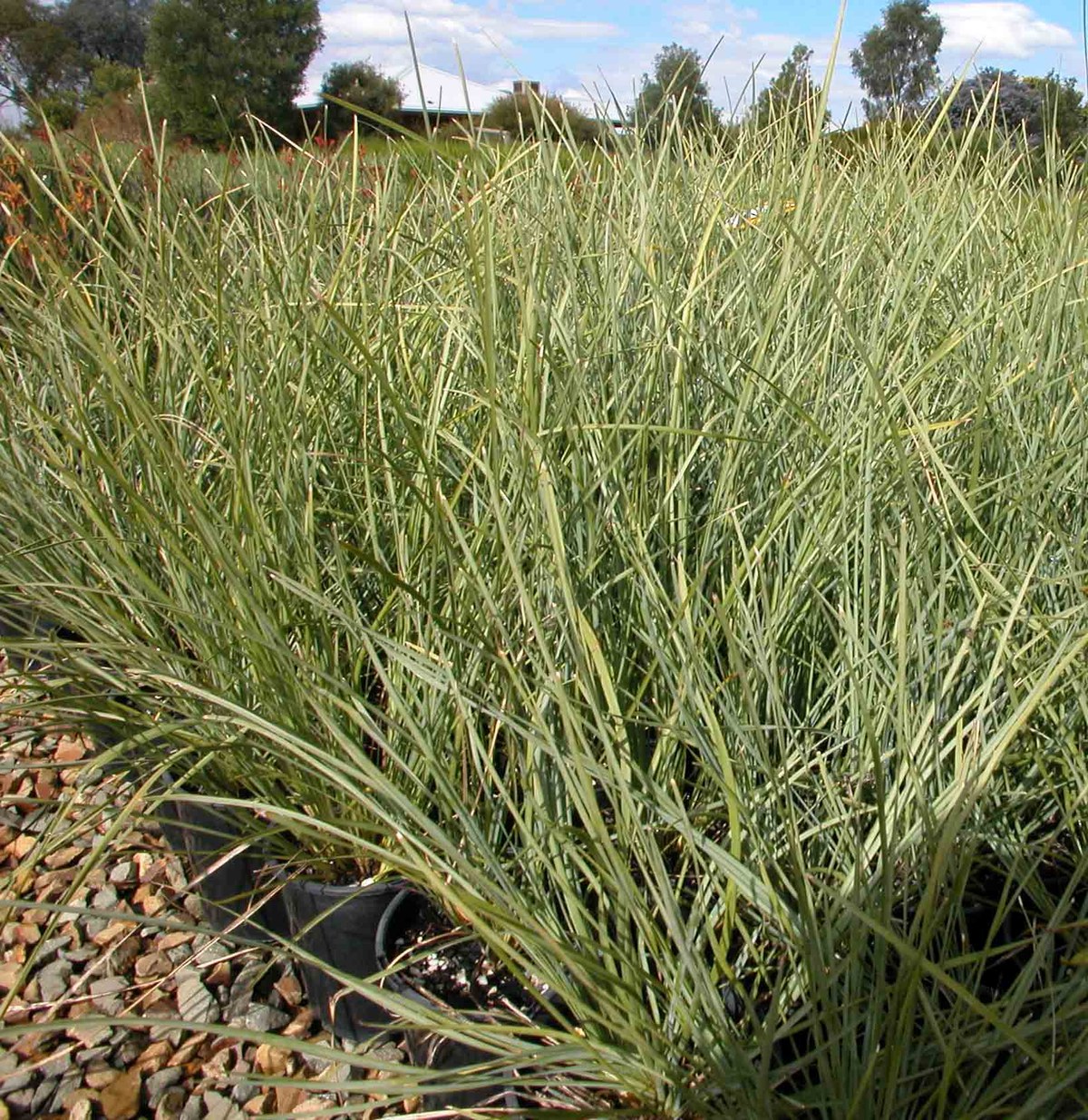 Lomandra longifolia