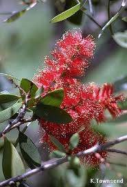 Melaleuca viridiflora