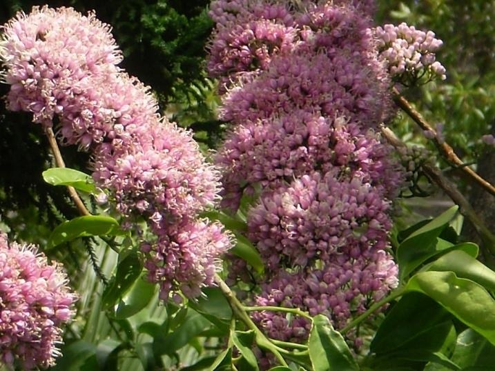 Melicope elleryana