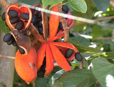 Sterculia quadrifida