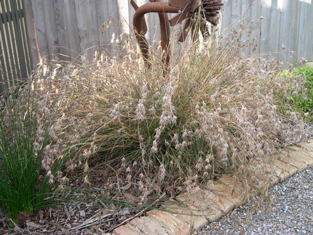 Themeda triandra