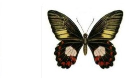 Ambrax butterfly