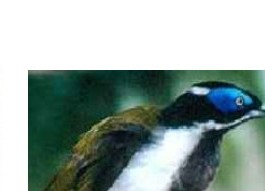 Blue-faced honeyeater