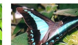 Blue triangle butterfly