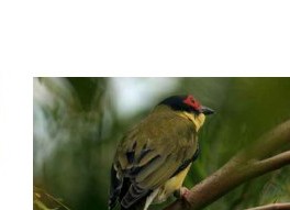 Figbird