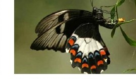Orchard swallowtail