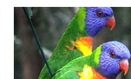 Rainbow lorikeet