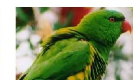 Scaly-breasted lorikeet