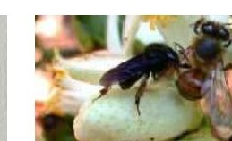 Stingless bee