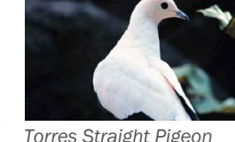 Torres Strait pigeon