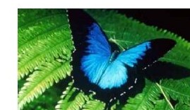 Ulysses butterfly