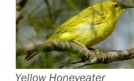 Yellow honeyeater