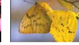 Yellow migrant
